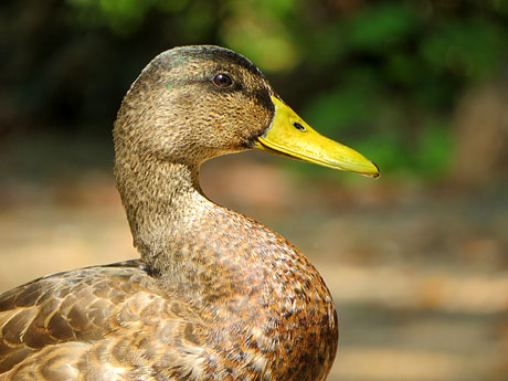 Els Jardins de la Devesa. La fauna