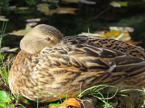 Femella d'ànec collverd (Anas platyrhynchos)