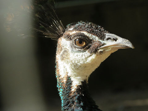 Paó blau (Pavo cristatus) femella