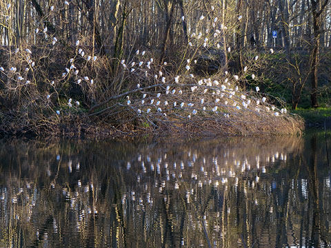 Martinets blancs (Egretta garzetta) a tocar el Ter