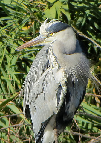 Bernat pescaire (Ardea cinerea)