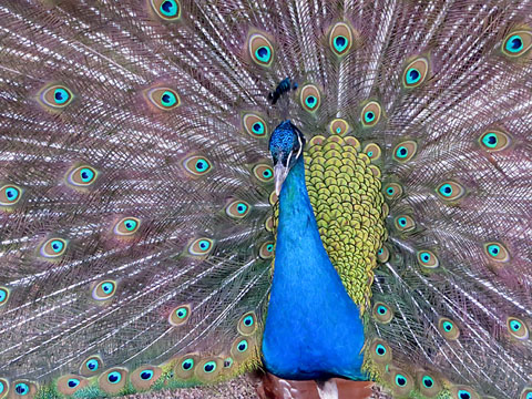 Paó blau (Pavo cristatus) mascle