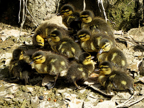 Cries d'ànec collverd (Anas platyrhynchos)