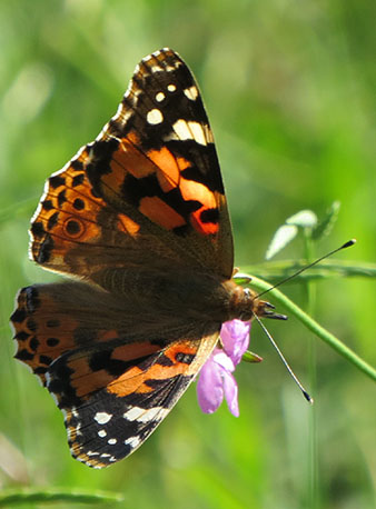 Papallona