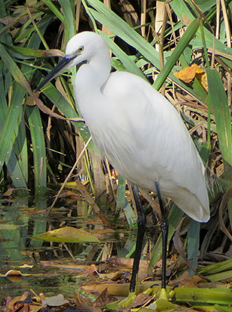 Martinet blanc (Egretta garzetta)