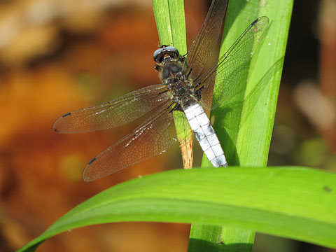 Espiadimonis (Aeshnidae)