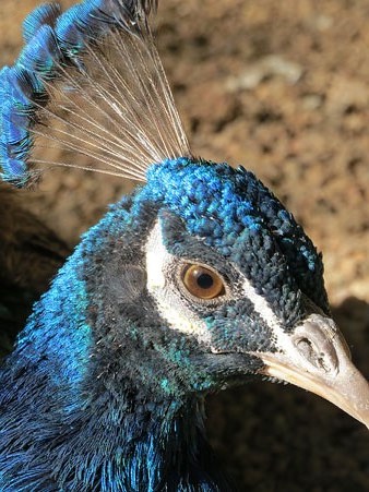 Paó blau (Pavo cristatus) mascle