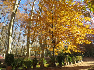 Els Jardins de la Devesa. La Flora