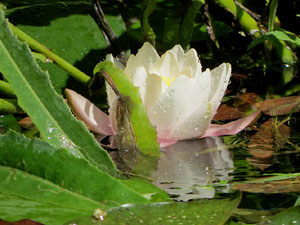 Els Jardins de la Devesa. La Flora