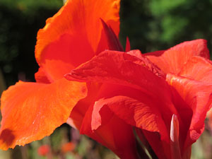 Els Jardins de la Devesa. La Flora