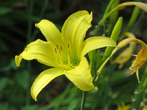 Els Jardins de la Devesa. La Flora