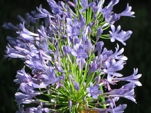 Els Jardins de la Devesa. La Flora