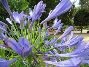 Els Jardins de la Devesa. La Flora