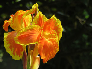 Els Jardins de la Devesa. La Flora