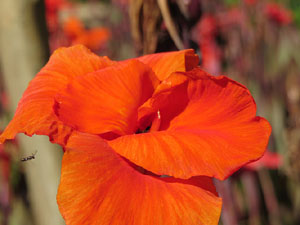 Els Jardins de la Devesa. La Flora