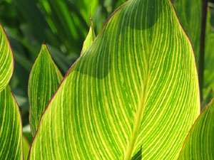 Els Jardins de la Devesa. La Flora
