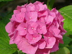 Els Jardins de la Devesa. La Flora