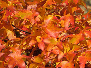Els Jardins de la Devesa. La Flora