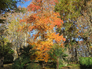Els Jardins de la Devesa. La Flora