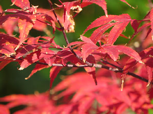 Els Jardins de la Devesa. La Flora