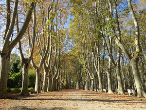 Els Jardins de la Devesa. La Flora