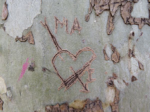 Els Jardins de la Devesa. La Flora