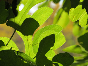 Els Jardins de la Devesa. La Flora