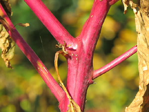 Els Jardins de la Devesa. La Flora