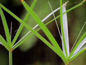 Els Jardins de la Devesa. La Flora