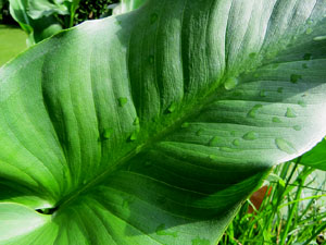 Els Jardins de la Devesa. La Flora