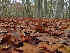 Els Jardins de la Devesa. La Flora