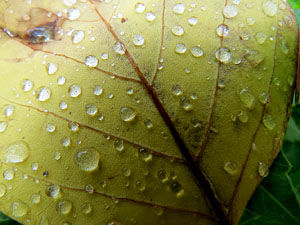 Els Jardins de la Devesa. La Flora