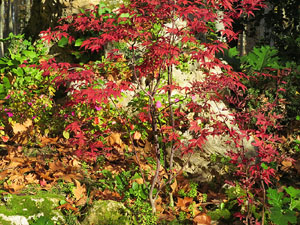 Els Jardins de la Devesa. La Flora