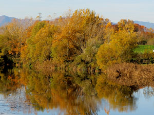 Els Jardins de la Devesa. La Flora