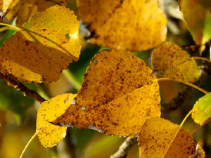 Els Jardins de la Devesa. La Flora