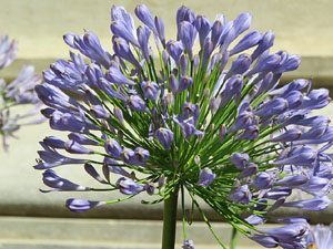 Els Jardins de la Devesa. La Flora