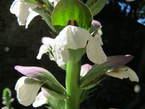 Els Jardins de la Devesa. La Flora