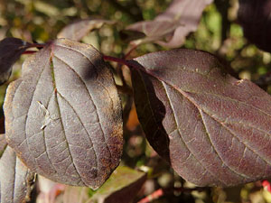 Els Jardins de la Devesa. La Flora
