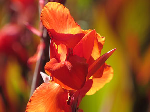 Els Jardins de la Devesa. La Flora