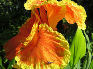 Els Jardins de la Devesa. La Flora