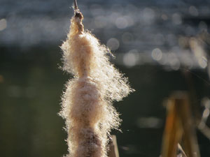 Els Jardins de la Devesa. La Flora