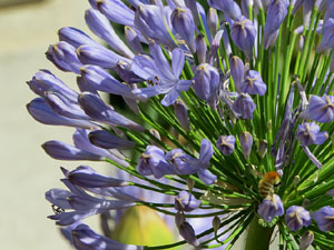 Els Jardins de la Devesa. La Flora