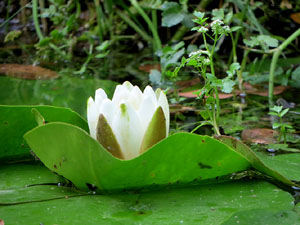 Els Jardins de la Devesa. La Flora