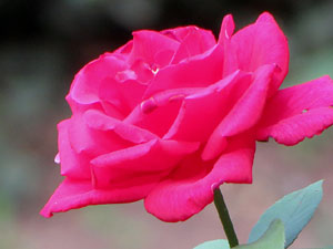 Els Jardins de la Devesa. La Flora