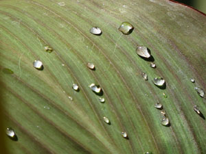 Els Jardins de la Devesa. La Flora