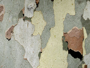 Els Jardins de la Devesa. La Flora