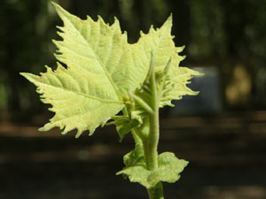Els Jardins de la Devesa. La Flora