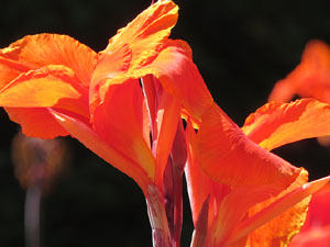 Els Jardins de la Devesa. La Flora