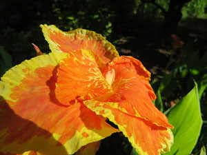 Els Jardins de la Devesa. La Flora