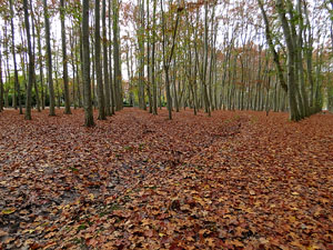 Els Jardins de la Devesa. La Flora